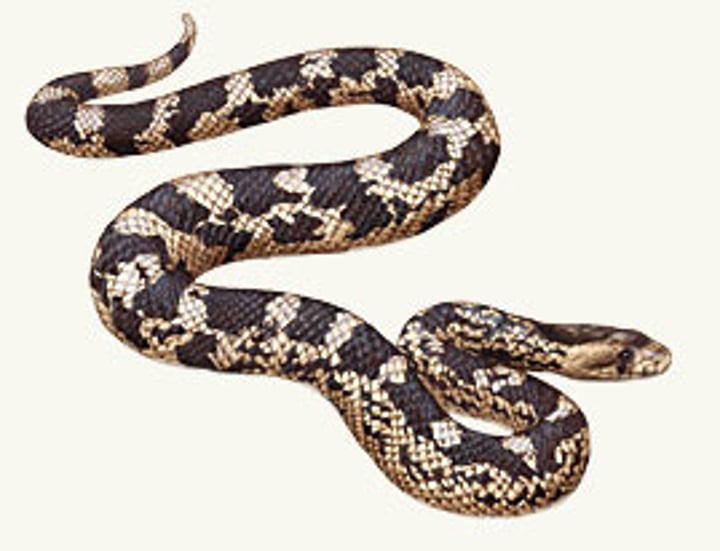 <p>121.9-167.6cm</p><p><strong>Ground color may be white, yellow, or light gray</strong></p><p><strong>Dark, squarish blotches on sides and back</strong></p><p>White venter with dark spots on the sides</p><p>Keeled scales</p>