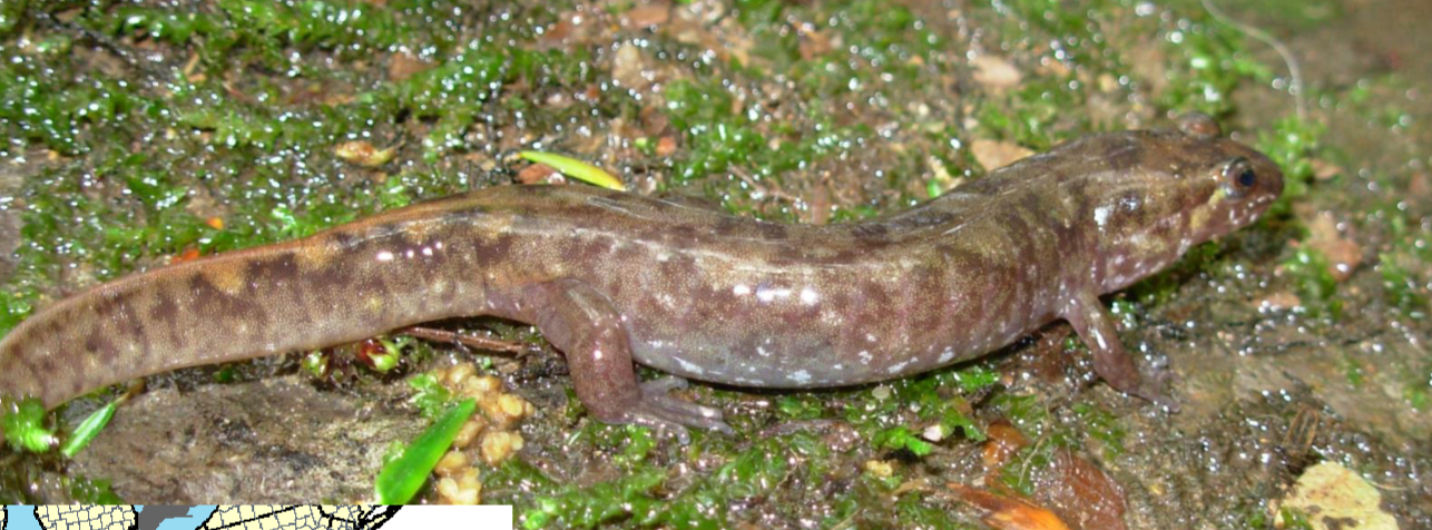 <p>desmognathus monticola</p>