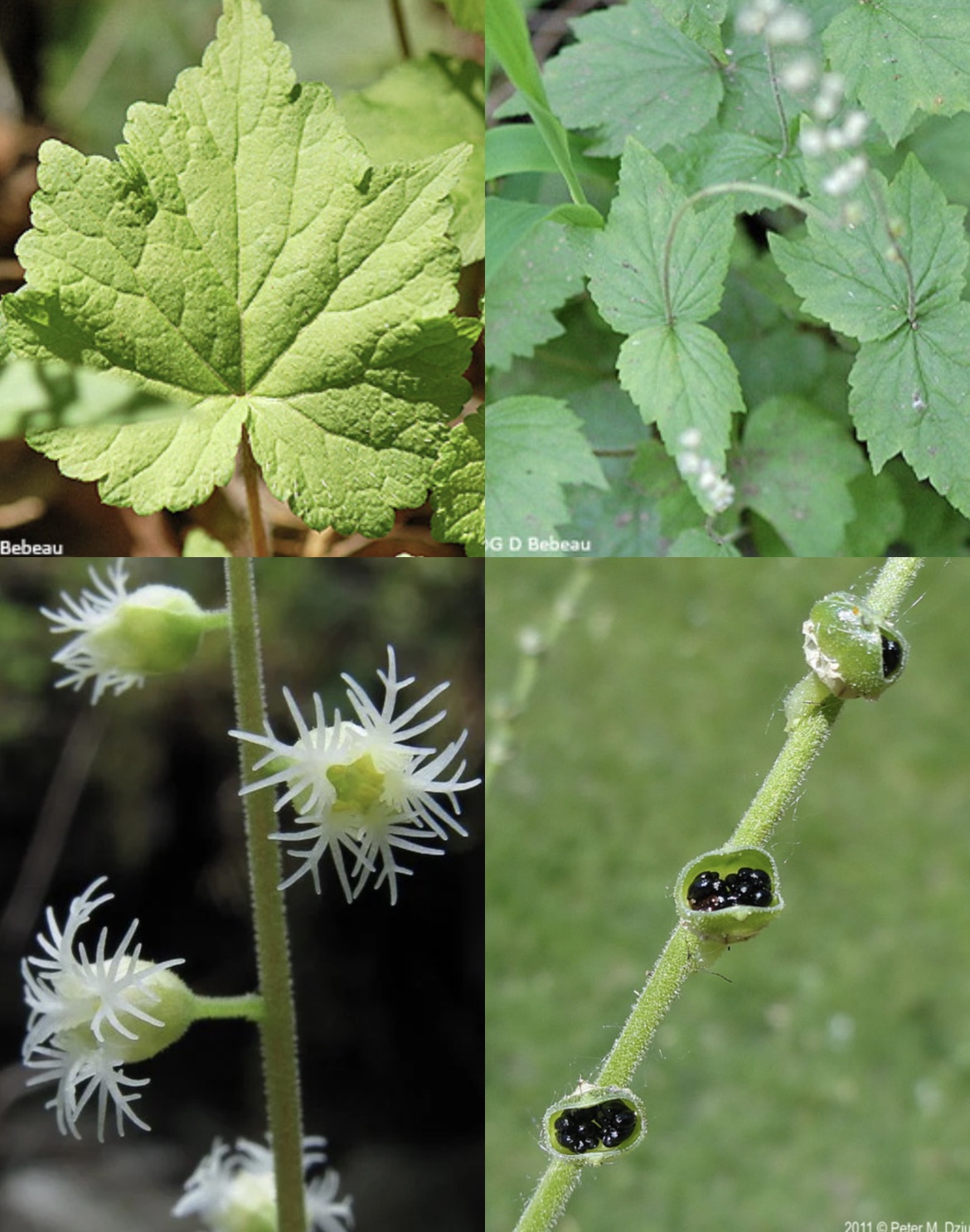<p>Mitella spp.</p>