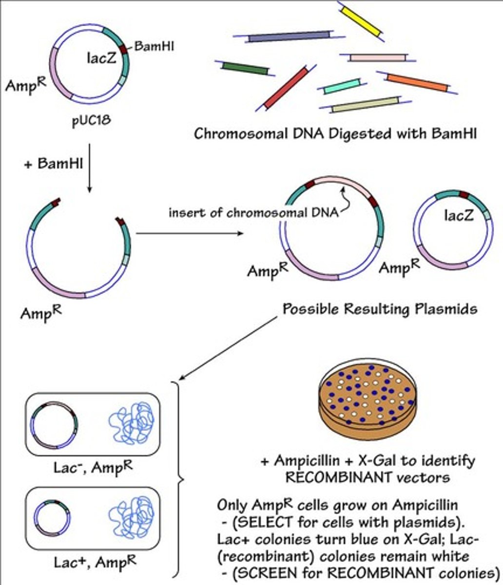 <p>DNA fragments from different organisms combined.</p>