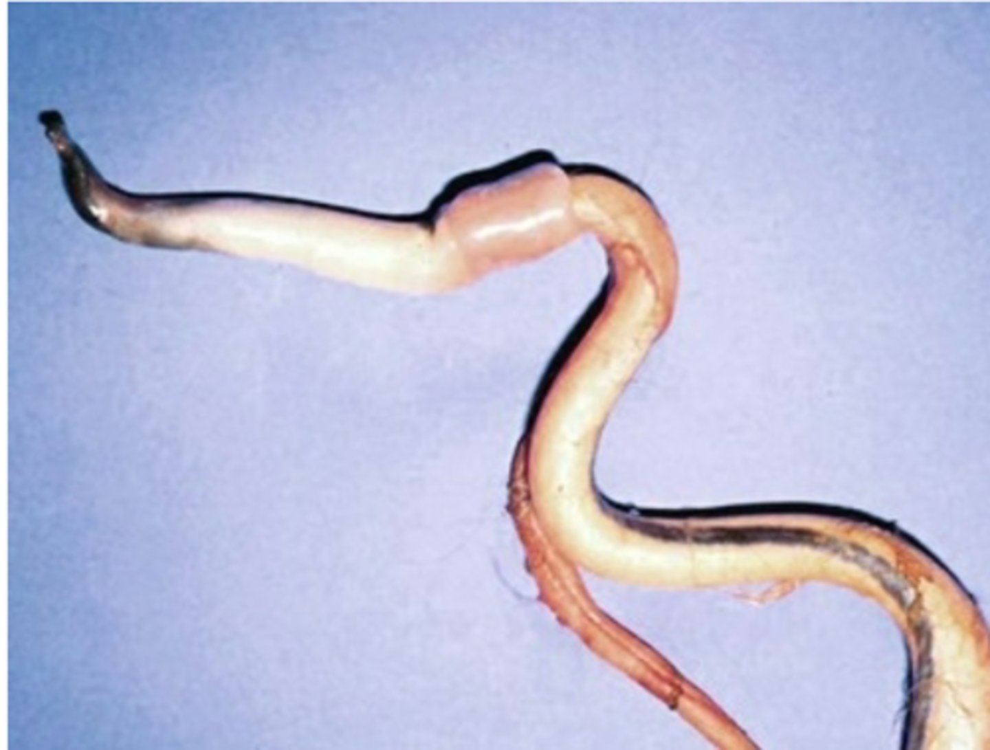 <p>protractor preputial muscle pulls prepuce forward before mating, changing direction of the opening allowing for penis to be directed forward</p><p>hook like tip of the prepuce/cartilaginous tip of penis partially contributing to ovulation induction</p>