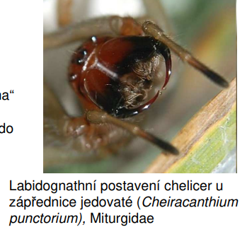 <p>zápřednice jedovaté (Cheiracanthium punctorium)</p>