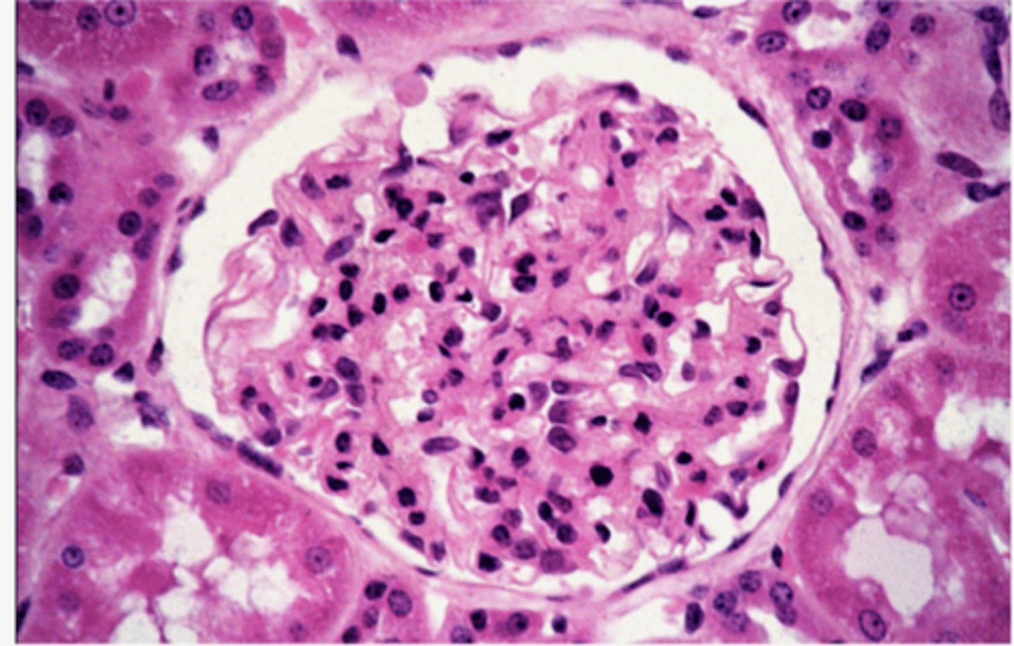 <p>Identify the type of epithelia</p>