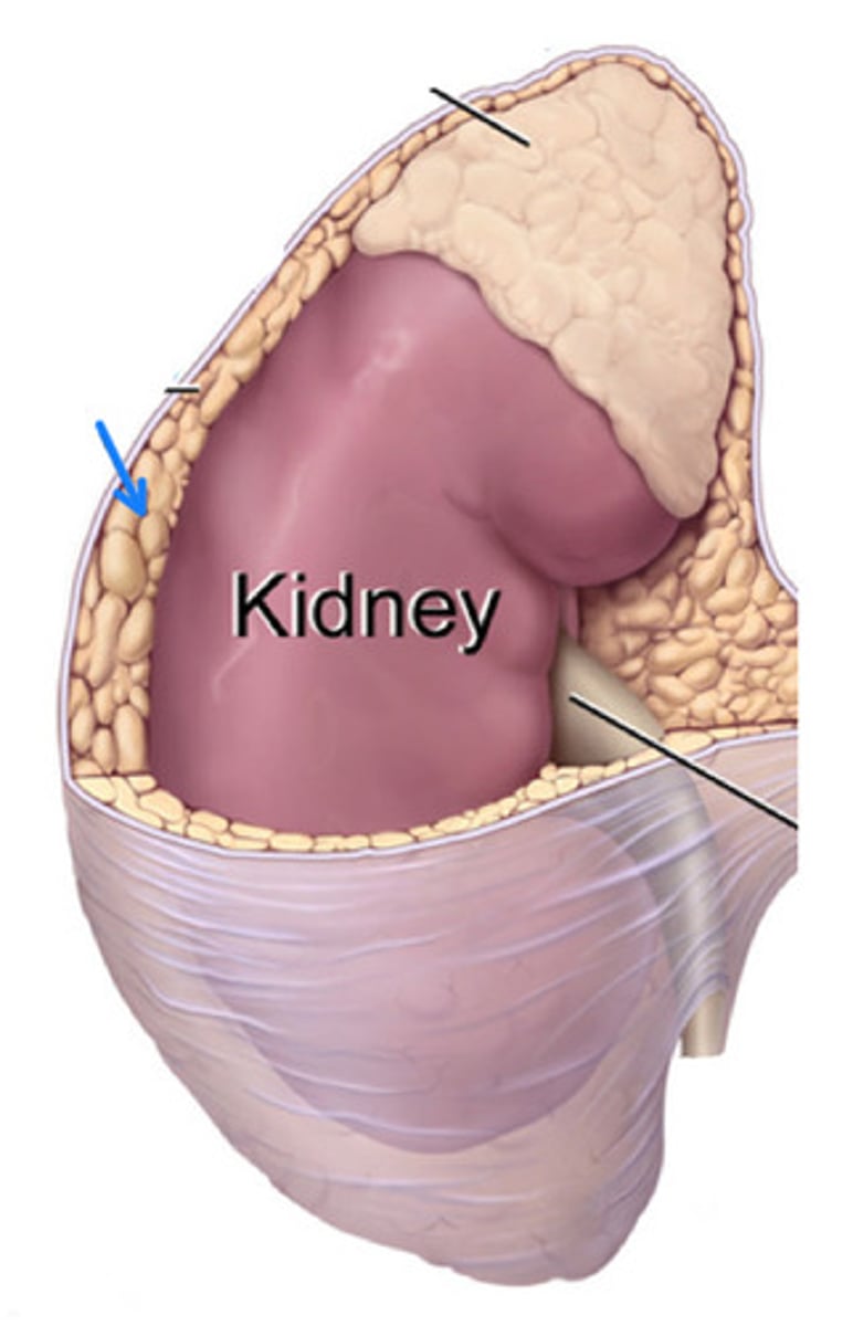 <p>ID Structure marked by the BLUE Arrow</p>