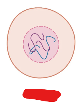 <p>The sex cells present in females (eggs).</p>