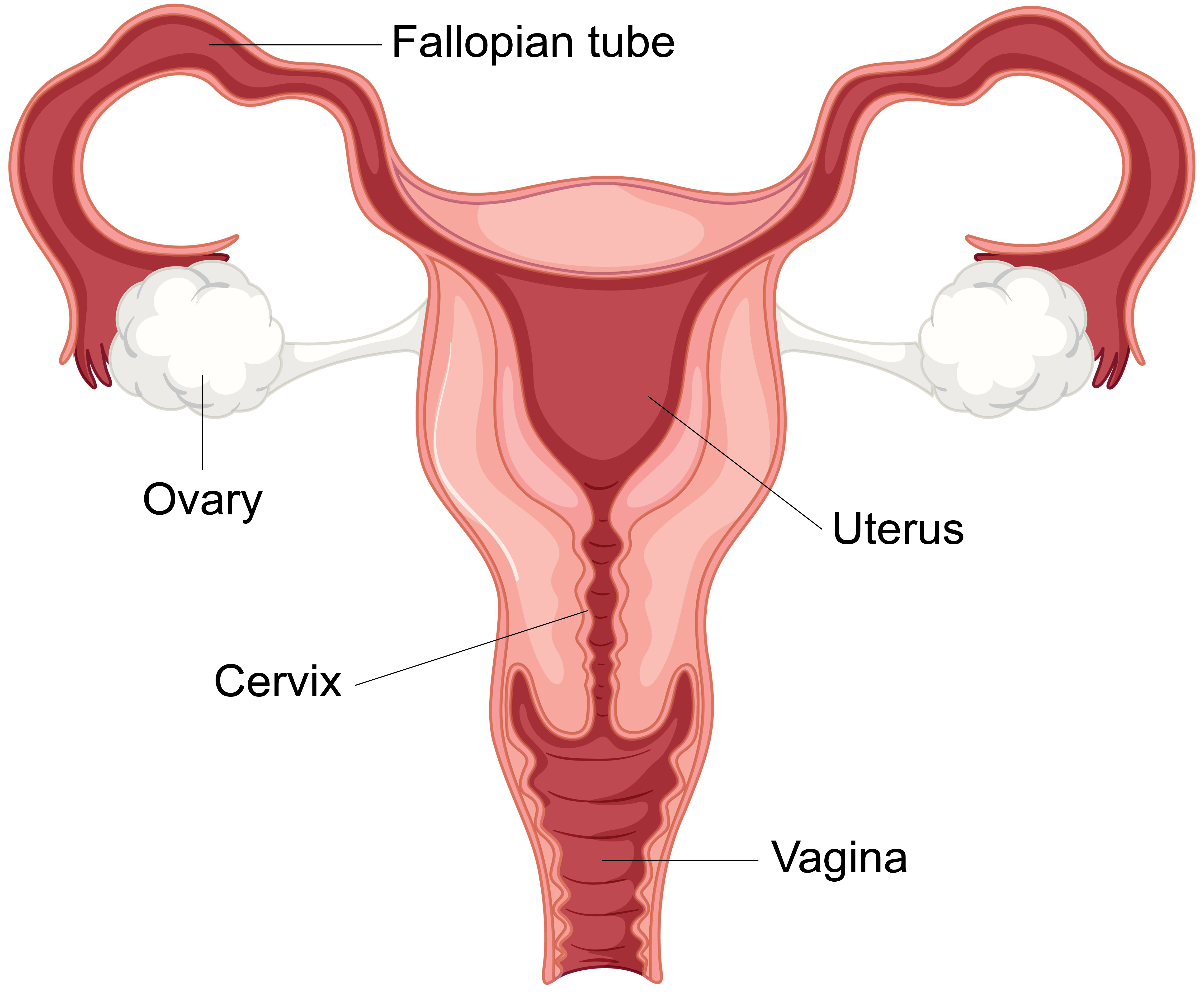 <p> Ovaries</p><p> Fallopian tubes</p><p> Uterus</p><p> Cervix</p><p> Vagina</p>