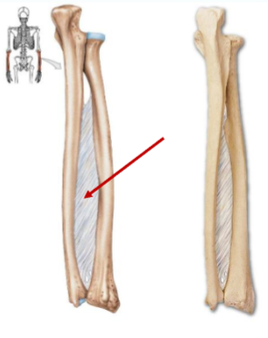 <p>Name joint</p>