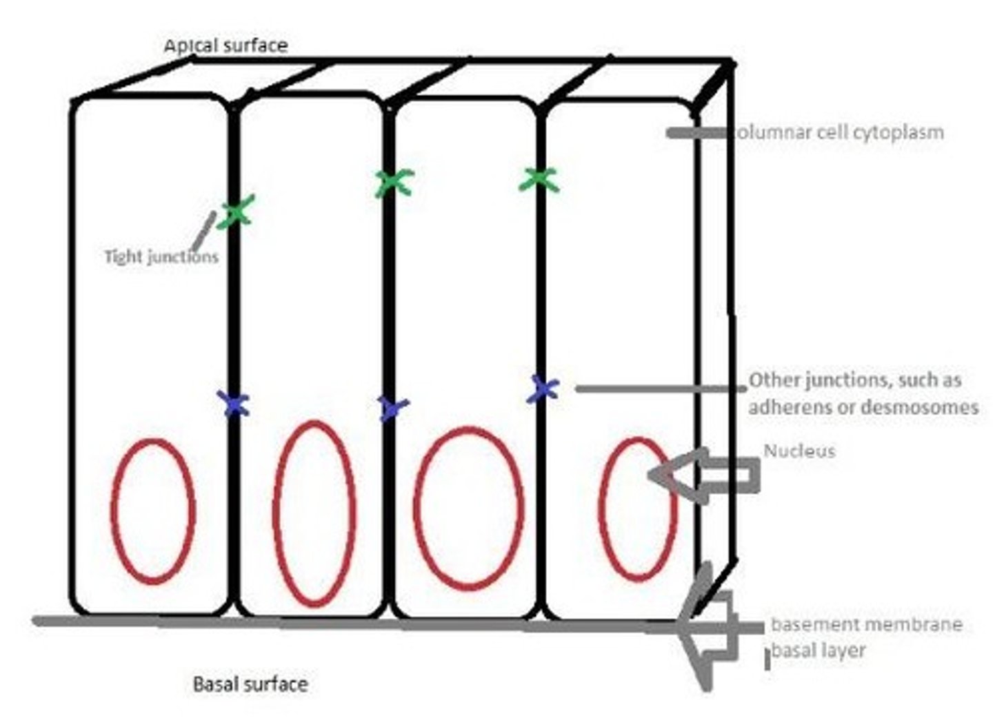 knowt flashcard image