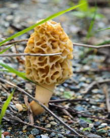<p>Special thing about the Yellow Morel cap and stem</p>