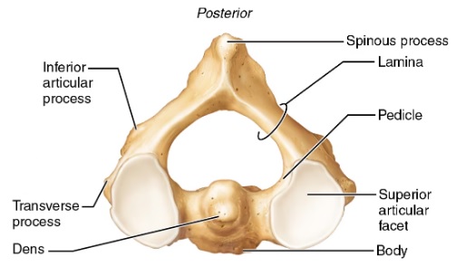 <p>allows shaking of the head, C2</p>