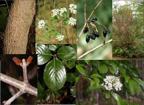 Family: Caprifoliaceae 
Common: rusty blackhaw 
Range: Native 
Habitat: Mesic sites 
Bark: Very soft, looks like small scales or pebbles
Persistence: Deciduous 
Leaves: Simple & opposite, ovate- obovate shaped, finely serrated margins, pinnate venations 
Other: Very soft bark, glabrous upper leaf with dull green glaucous underside, red-brownish hairs that look like rust underneath