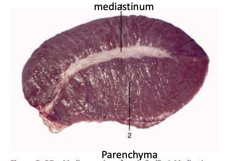 <p><strong><u>What is the parenchyma like:</u> </strong><span style="color: blue;"><strong>Soft, brownish</strong></span><strong> </strong>tissue that forms <span style="color: blue;"><strong>main body </strong></span>of <span style="color: blue;"><strong>testis</strong></span><strong> </strong></p><p><strong><u>What is the mediastinum testis:</u> </strong></p><ul><li><p><strong><u>Location:</u> </strong><span style="color: blue;"><strong>Connective tissue</strong></span><strong> </strong>structure located at the <span style="color: blue;"><strong>center</strong></span><strong> </strong></p></li><li><p><strong><u>Contains:</u> </strong><span style="color: blue;"><strong>Rete testis </strong></span>and <span style="color: blue;"><strong>blood vessels</strong></span></p></li></ul><p><strong><u>What are the main components of interstitial compartment:</u> </strong><span style="color: blue;"><strong>Leydig cells</strong>, <strong>blood vessels</strong> </span>and<strong> </strong><span style="color: blue;"><strong>lymph vessels</strong></span></p><p><strong><u>What do Leydig cells produce:</u> </strong><span style="color: blue;"><strong>Androgens</strong></span> and<strong> </strong><span style="color: blue;"><strong>testosterone</strong></span><strong> </strong></p><p></p>