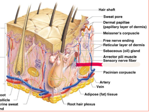 <p>found in palms, soles of the feet, and forehead</p>