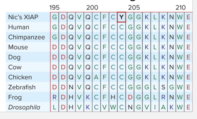 <ul><li><p>Nic’s XIAP gene had a missense mutation that changed a single amino acid that was completely conserved among humans, frogs, flies, and other species</p></li><li><p>Assumption that nonconversative variations in conserved regions are more likely to be causative</p></li></ul><p></p>
