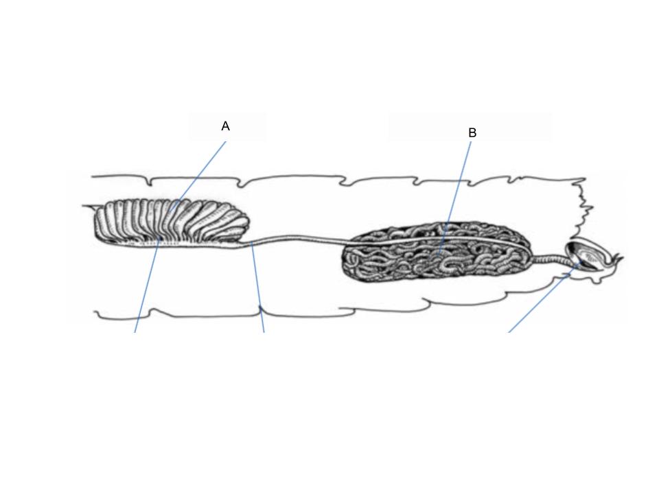 <p>What part of the body is A?</p>