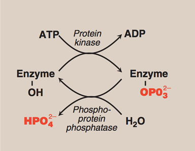 <p><strong>Protein fosforylering/defosforylering</strong></p><p>Aktiverer eller hemmer enzymet, kommer an på enzymet</p><p></p><p><u>Fosforylering</u></p><ul><li><p><span style="color: rgb(183, 218, 250);">Kinaser </span>fester på fosfatgrupper (PO4-) på serine, treonin eller tyrosin</p></li></ul><p></p><p><u>Defosforylering</u></p><ul><li><p><span style="color: rgb(147, 118, 252);">Fosfataser </span>fjerner fosfatgrupper</p></li></ul><p></p><p></p>