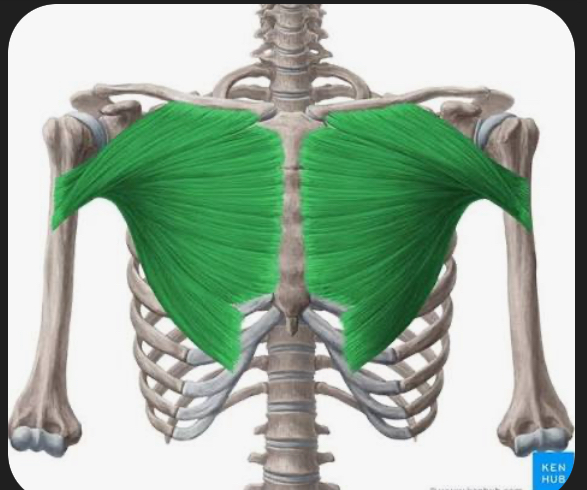 <p>pectoralis major</p>
