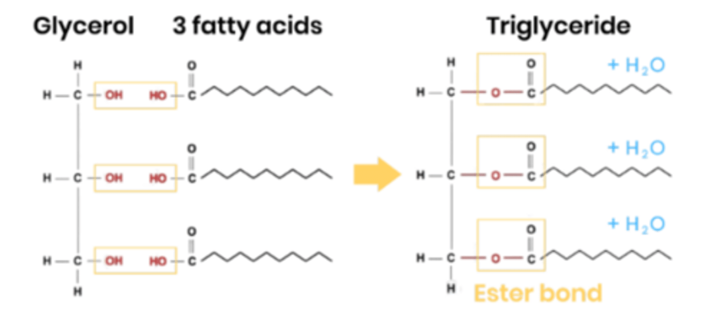 <p>● 1 molecule of glycerol attached to 3 fatty acids</p><p>● Fatty acids made of hydrocarbons</p><p>● The tails are hydrophobic so makes triglycerides insoluble</p><p>● Non-polar (carboxyl group is polar, the hydrocarbon chain of fatty acids is non-polar.)</p>
