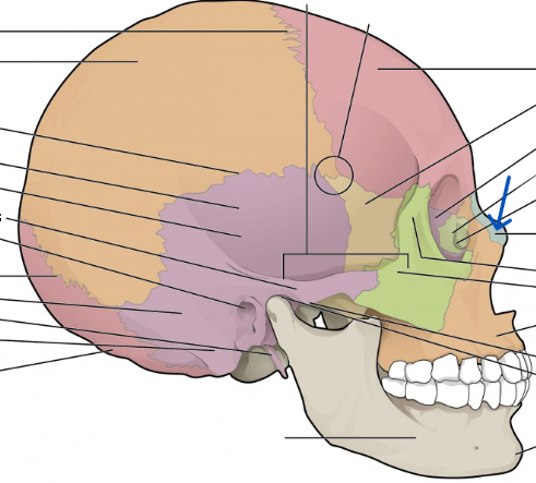 <img src="https://knowt-user-attachments.s3.amazonaws.com/b838df80-7a2b-4c46-adbf-21fe4219d761.png" data-width="25%" data-align="center"><p></p>