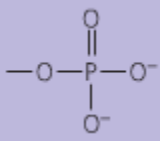 <p>name?</p><p>commonly found in?</p><p>polar?</p><p>common charge?</p>