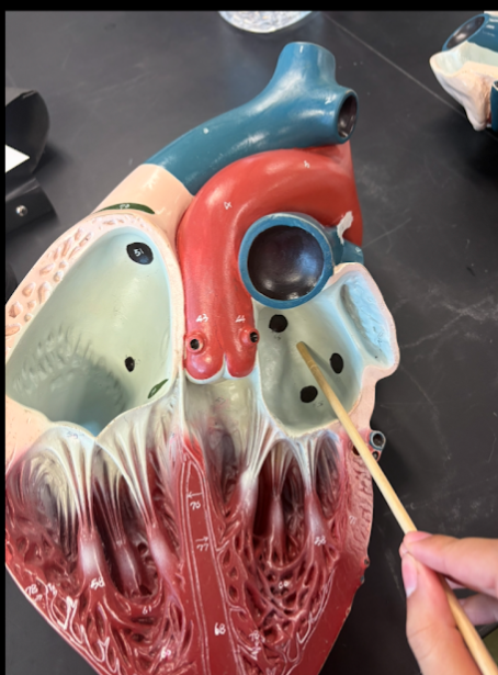 <p>What is this?</p>