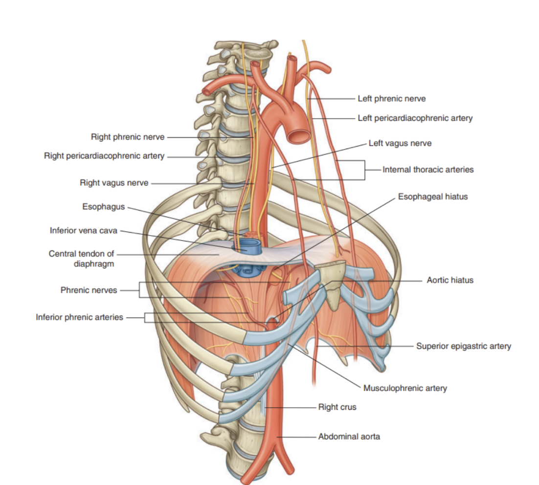 <p>The arterial supply originates from vessels that arise superiorly &amp; inferiorly to it from above —</p><ul><li><p>Pericardiiacophrenic &amp; musculophrenic arteries</p><ul><li><p>Branches of the internal thoracic arteries</p></li></ul></li><li><p>Superior phrenic arteries</p><ul><li><p>Originate directly from lower parts of the thoracic aorta</p></li></ul></li><li><p>Small branches from intercostal arteries</p></li><li><p>Inferior phrenic arteries</p><ul><li><p>Branch directly from the abdominal aorta, arising below the diaphragm &amp; are the largest arteries that supply the diaphragm </p></li></ul></li></ul>