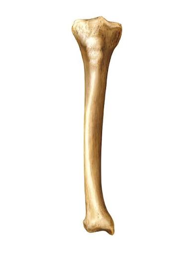 <p>what bone is this? </p>
