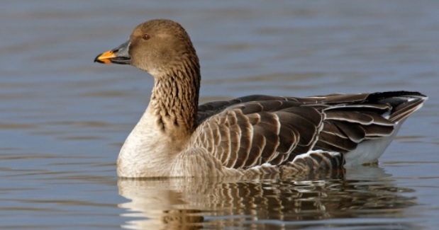 <p>zařaď živočicha do systému</p><p>Třída - řád - čeleď - druh čeština (latina)</p>