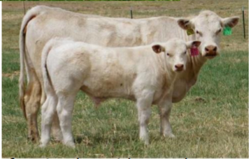 <ul><li><p>Origin: France</p></li><li><p>Color: white</p></li><li><p>Horned</p></li><li><p>Large</p></li><li><p>Meat and draft animal, cold and heat tolerant, rapid growth</p></li></ul><p></p>