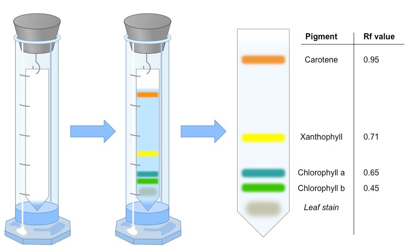 <p><strong>Chlorophyll</strong> is the main pigment in leaves. <mark data-color="green" style="background-color: green; color: inherit">Chlorophyll a</mark> has a typical Rf value of 0.59 and is darker green. <mark data-color="#97ca9a" style="background-color: #97ca9a; color: inherit">Chlorophyll b</mark> has a typical Rf value of 0.42 and is lighter green. </p><p><strong><mark data-color="#fc9300" style="background-color: #fc9300; color: inherit">Carotenes</mark></strong> are an orange-red color that typically has an Rf value of 0.95.</p><p><strong><mark data-color="yellow" style="background-color: yellow; color: inherit">Xanthophylls</mark></strong> are a deep yellow color that typically has a Rf value of 0.71</p>