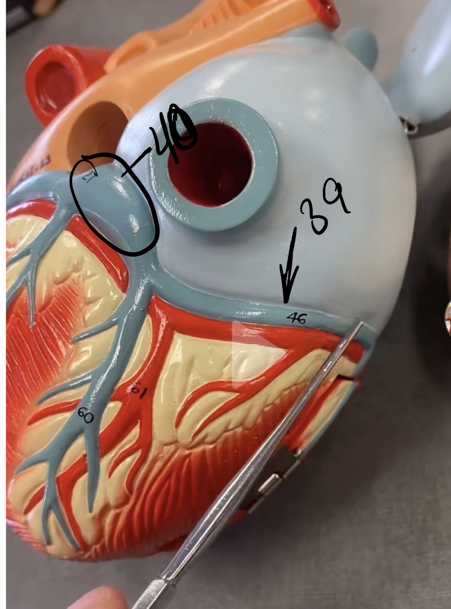 <p>coronary sinus </p>