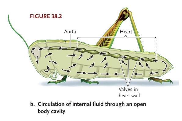 <ul><li><p>Heart(s) sit in hemolymph (filled hemocoel)</p></li><li><p>On contraction, hemolymph expelled from heart via major arteries to other hemolymph spaces</p></li><li><p>On relaxation, hemolymph enters heart from hemocoel</p></li><li><p>Valves in heart wall maintain unidirectional flow</p></li><li><p>Further distributed by body movements (directed flow to active tissues not possible; accessory hearts may supply limbs)</p></li></ul><p></p>