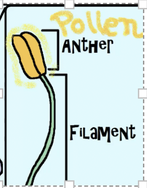 <p><span style="background-color: inherit; line-height: 19.55px; color: windowtext;"><strong>the male parts are called the Stamen and consist of the </strong>Anther- A fluffy structure that </span></p><p><span style="background-color: inherit; line-height: 19.55px; color: windowtext;">produces pollen -&nbsp; which is the sperm of plant.&nbsp;</span><span style="line-height: 19.55px; color: windowtext;">&nbsp;</span></p><p class="Paragraph SCXO61561354 BCX0" style="text-align: left;"><span style="background-color: inherit; line-height: 19.55px; color: windowtext;">filament – stalk which supports the anther.&nbsp;</span><span style="line-height: 19.55px; color: windowtext;">&nbsp;</span></p><p class="Paragraph SCXO61561354 BCX0" style="text-align: left;"></p>