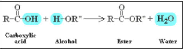 <ul><li><p>alcohol + carboxylic acid = ester + H2O</p></li><li><p>reversible </p></li><li><p>Catalyzed by H2SO4</p></li></ul>