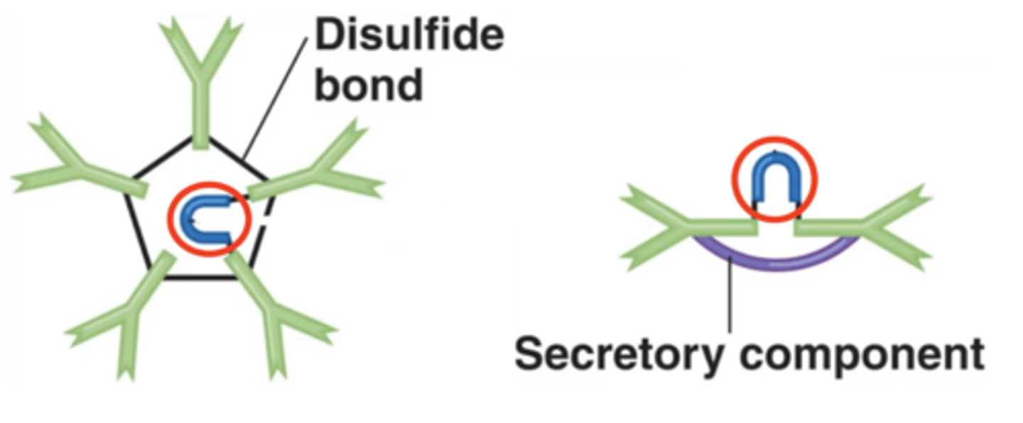 <p>Antibody class</p><p>Polypeptides that hold together monomers on IgM and IgA antibodies</p>