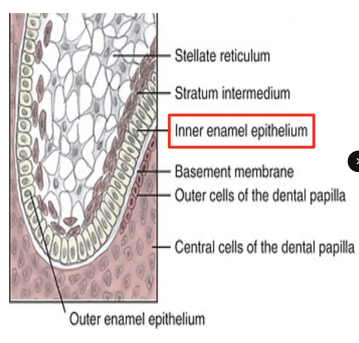 <p>IEE are tall COLUMNAR cells of the enamel organ</p><ul><li><p>fx: acts as basal margin of enamel organ and gives rise to Hertwig’s Epithelial root sheath (HERS)</p><ul><li><p>HERS induces dental papilla cells to differentiate into odontoblasts to form root dentin </p></li></ul></li></ul><p></p>