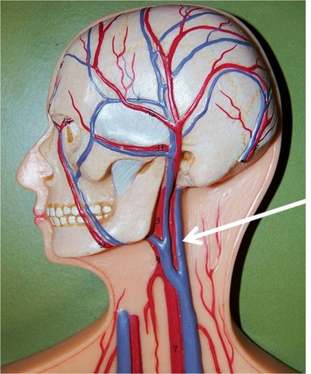 <p>Blood from the face and scalp is drained through</p>