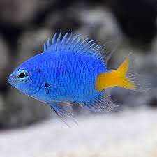 <p>bright blue w bright yellow tail, bluegill shape</p>