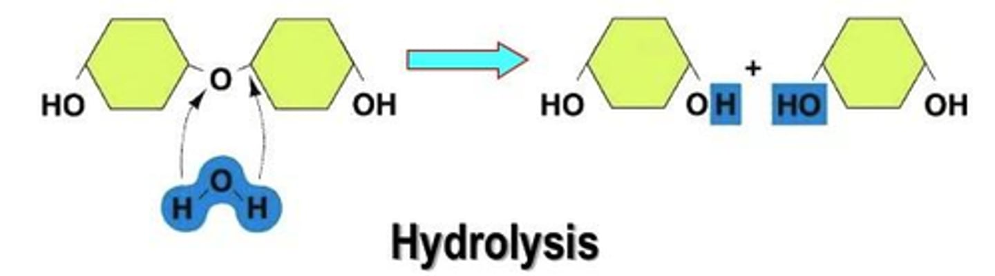 <p>Hydrolysis (digestion)</p>