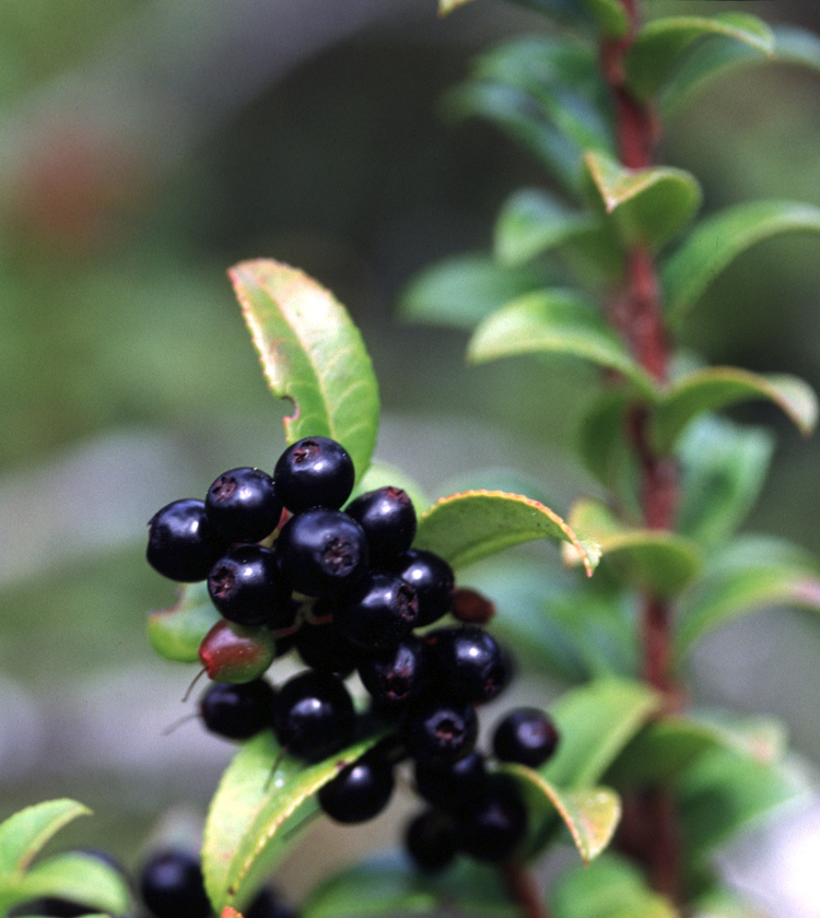<p>Huckleberry</p>