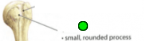 <p><span>Projection, small knoblike. Connective tissues attach. Ex. Humerous, greater and lesser. </span></p>