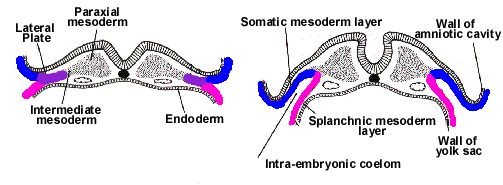 <ul><li><p><strong>Somatic mesoderm</strong> forms the <strong>ventral skin dermis</strong>, <strong>serosa</strong> of the <strong>ventral body cavity</strong>, and contributes to <strong>limb buds</strong> (bones, ligaments, dermis)<br></p></li><li><p><strong>Splanchnic mesoderm</strong> forms <strong>smooth muscle</strong> of the <strong>gut</strong>, <strong>visceral serosa</strong>, <strong>heart</strong>, <strong>blood and lymphatic vessels</strong>, and <strong>bone marrow/lymphoid tissues</strong></p></li></ul><p></p>