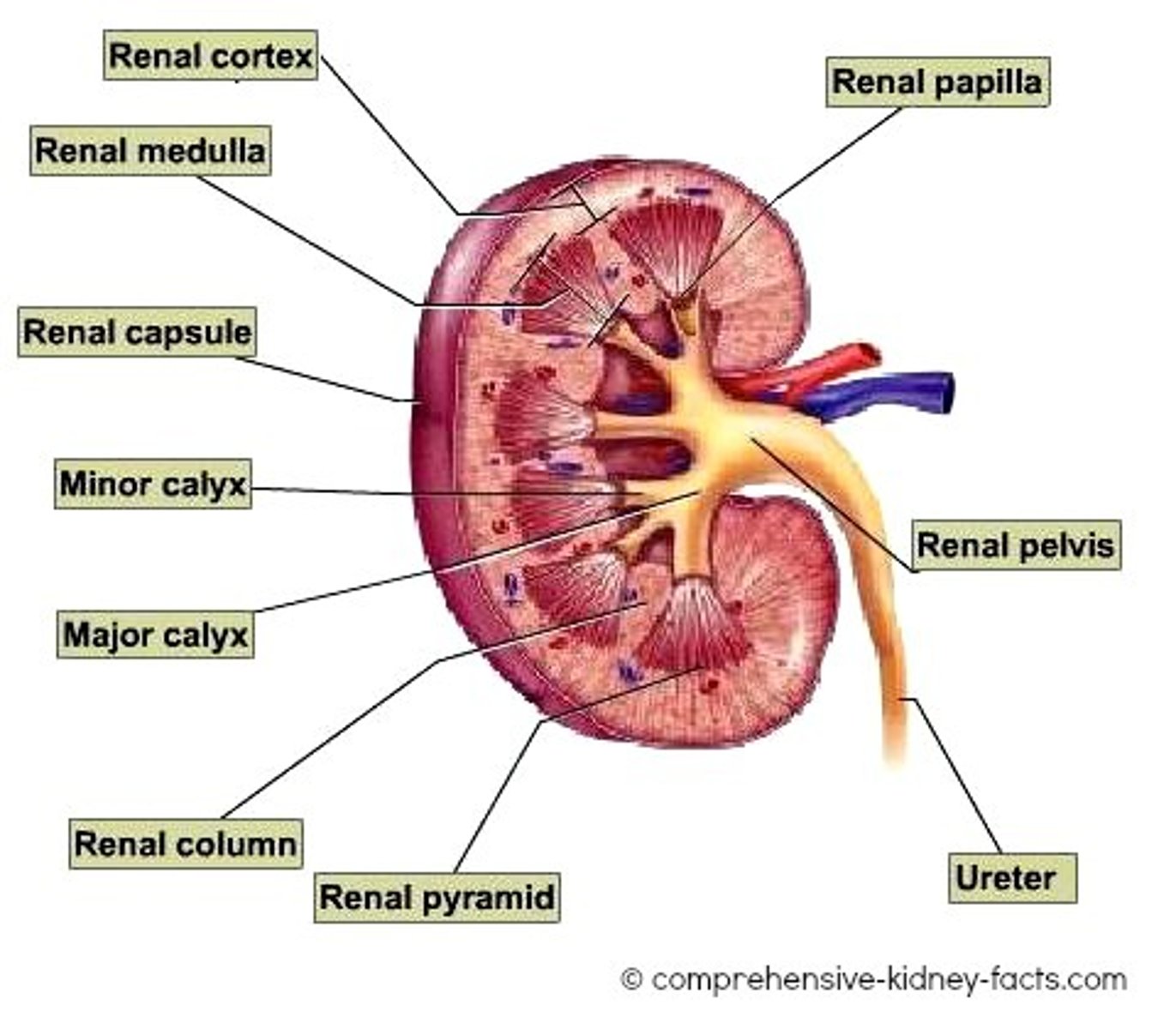 <p>Renal capsule: Surrounds the kidney</p><p>Renal Cortex: Outer part of the kidney contains the top half of the nephron</p><p>Renal Medulla: The Inner part of the kidney, which consists of the bottom half of the nephron.</p><p>Renal Pyramid: Cone-shaped structures within the medulla</p><p>Renal columns: It separates the renal pyramids and is where blood vessels lie.</p><p>Renal pelvis: It funnels urine into the ureter.</p><p>Renal Hilum: Where vessels enter and leave the kidney.</p><p>Ureter: Carries urine to the bladder</p><p>Bladder: An organ in the pelvis that stores urine.</p><p>Urethra: A muscular tube that connects the bladder to the outside of the body, serving as the pathway for urine to exit the urinary system.</p>