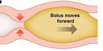 <p>-        Progressive wave on contraction of circular muscle behind food</p><p>-        Produce forward movement</p>