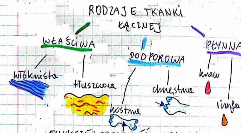 <p>Tkanki łączne chrzęstna i kostna są też czasem razem nazywane tkanką łączną podporową</p>