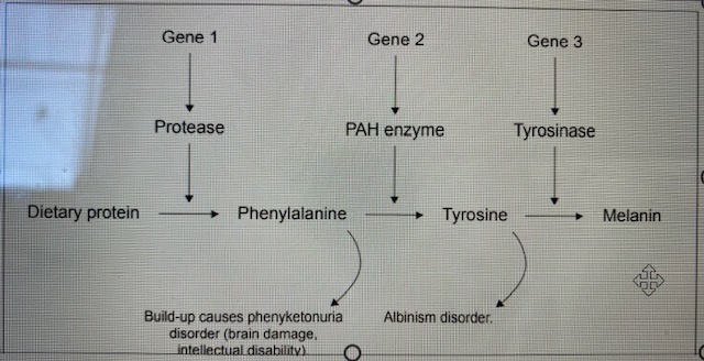 <p>PKU metabolic pathway - REFER TO DIAGRAM</p>