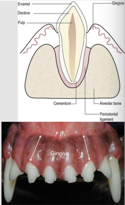 <p>keratinized oral mucosa - covering alveolar processes of the jaws, encircling necks of erupted teeth</p><p></p><p>only one of the 4 periodontal tissues seen in the mouth</p><p></p><p>forms a tight seal and prefents feed material from entering the periodontal ligament space</p><p></p><p>borderline between the crown and roots is the cementoenamel junction (CEJ)</p>