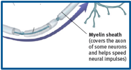 <p>fatty tissue layer segmentally encasing the axons of some neurons; increases transmission speed and provides insulation</p>