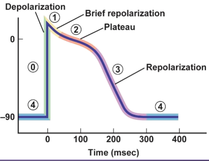 <p>what is happening in phase 1</p>