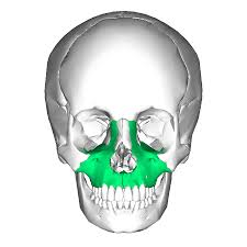 <p>what facial bone is this </p>